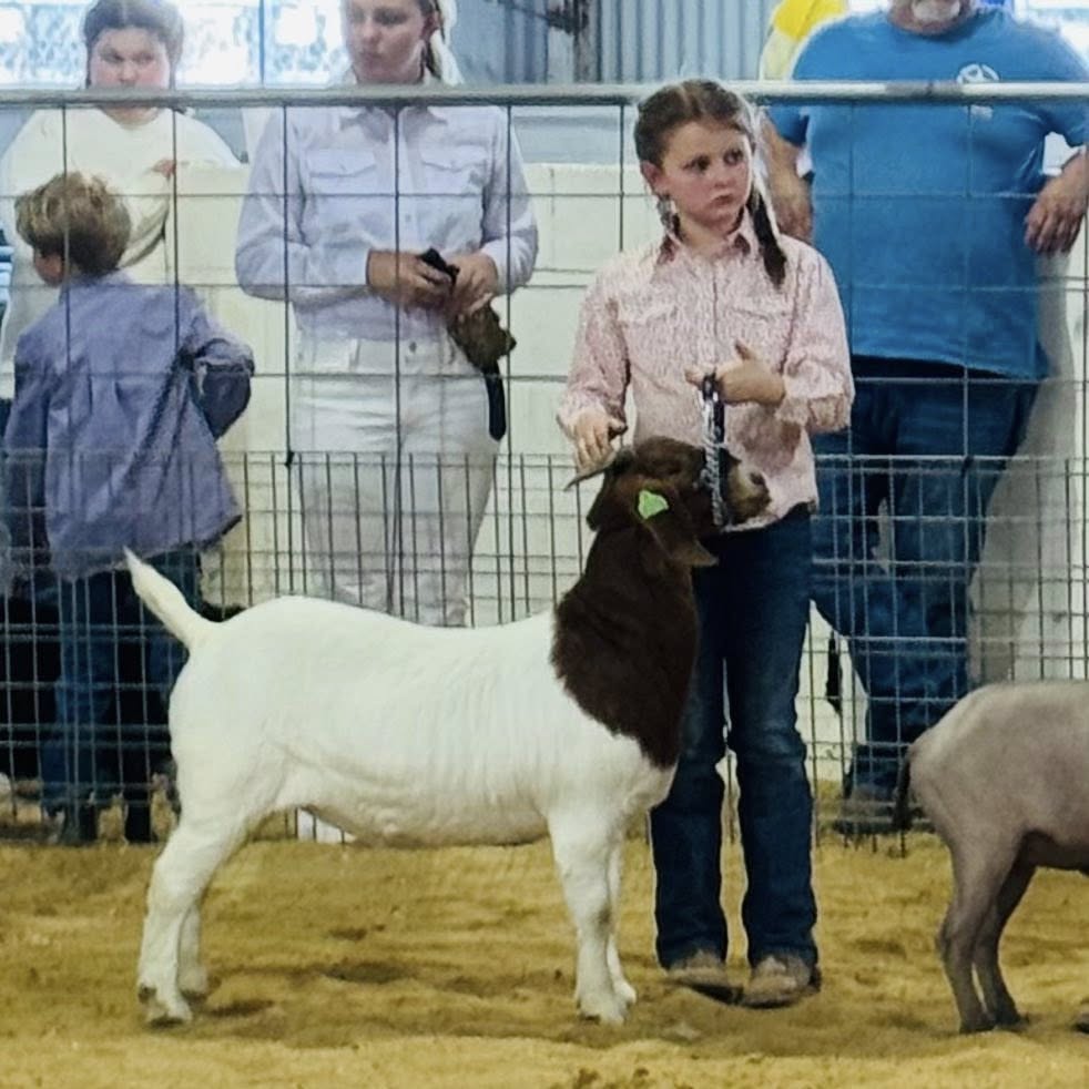 A girl standing beside a goat in a show ring.